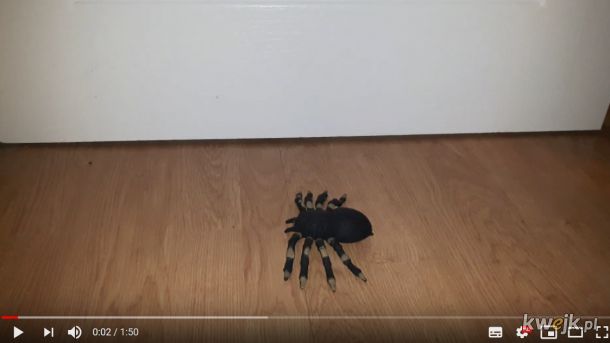 Spadający pająk - prank https://www.youtube.com/watch?v=sjL3eBYk4qE&t=19s