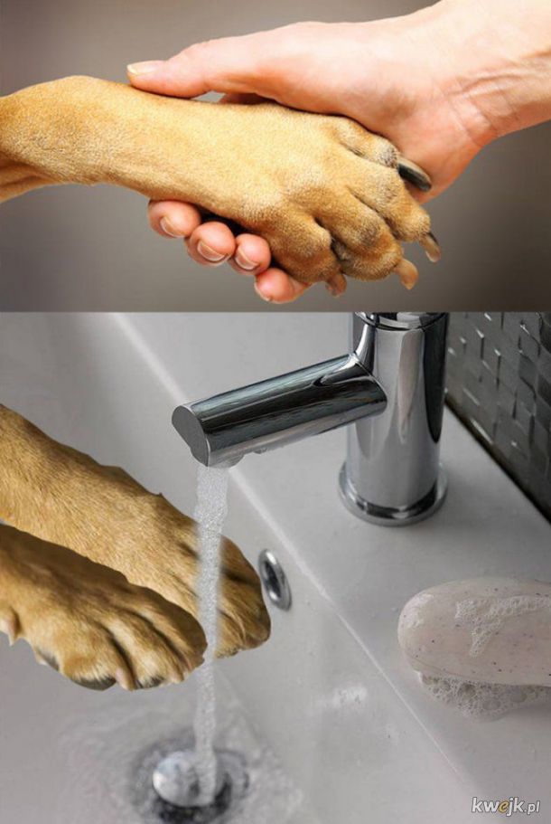 Pamiętaj umyć ręce po kontakcie ze zwierzętami