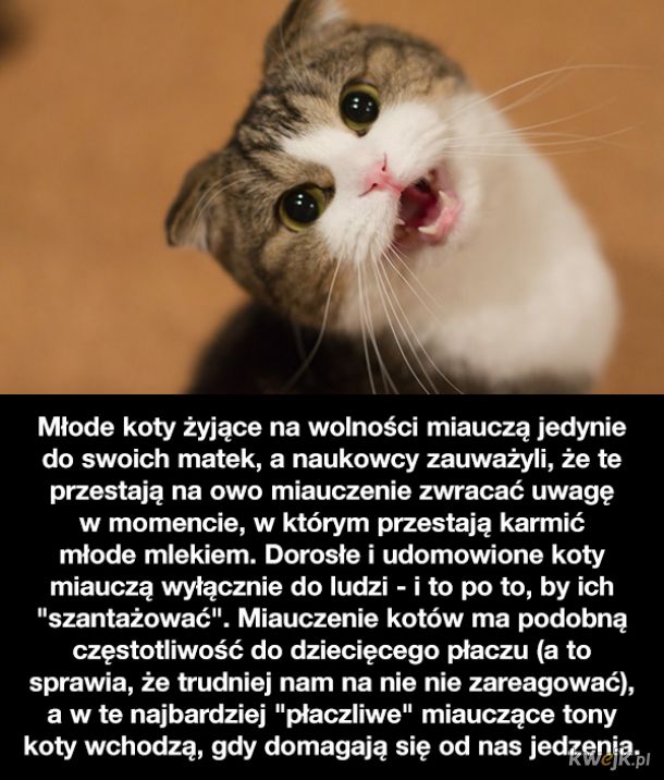 Ciekawostki o kotach z okazji Dnia Kota, obrazek 2