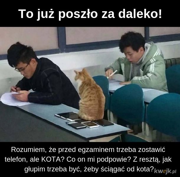 Każdy powinien mieć swobodny dostęp do kota na każdym etapie egzaminu!