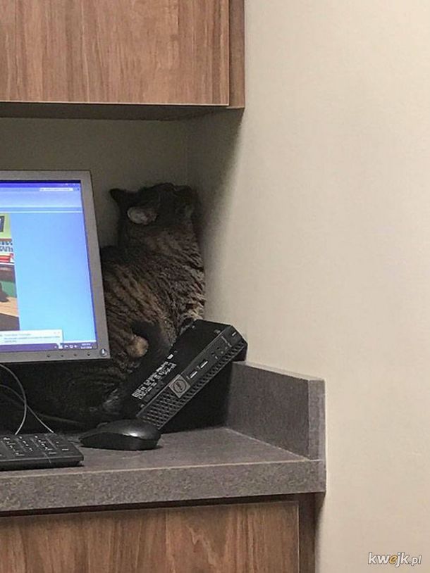 Kitku nie oszukasz - właściciele zrobili zdjęcia kotom, które brali do weterynarza, obrazek 15