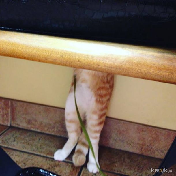 Kitku nie oszukasz - właściciele zrobili zdjęcia kotom, które brali do weterynarza, obrazek 4