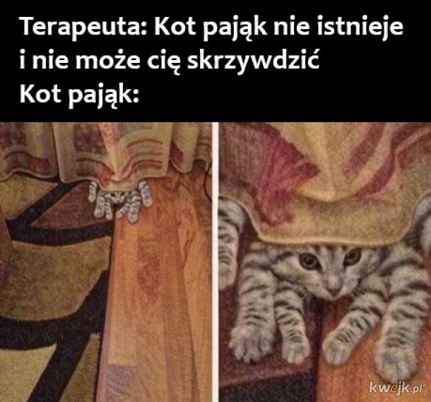 Kot pająk