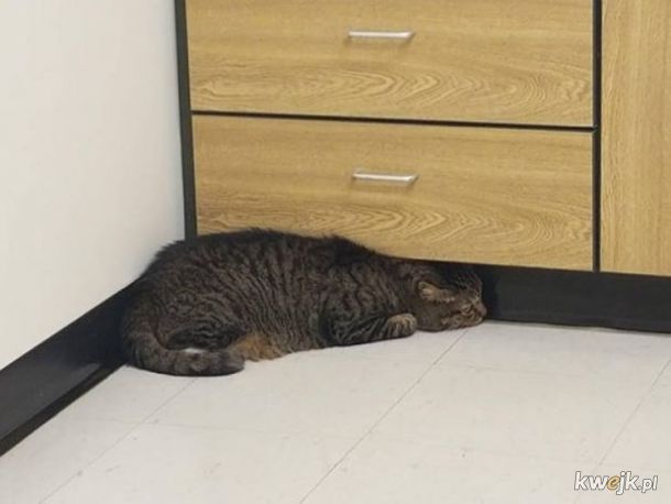 Kitku nie oszukasz - właściciele zrobili zdjęcia kotom, które brali do weterynarza, obrazek 9