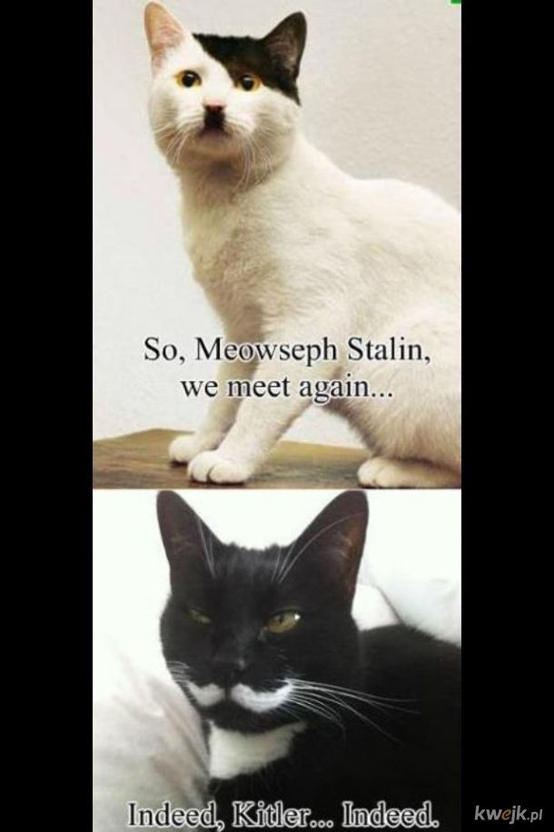 Meowseph Stalin i Kitler