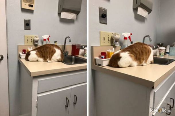 Kitku nie oszukasz - właściciele zrobili zdjęcia kotom, które brali do weterynarza