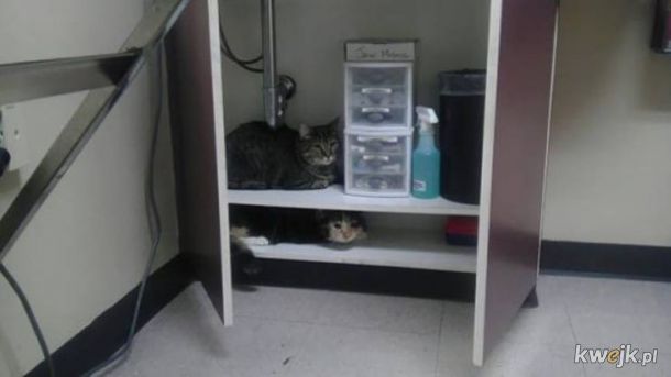 Kitku nie oszukasz - właściciele zrobili zdjęcia kotom, które brali do weterynarza