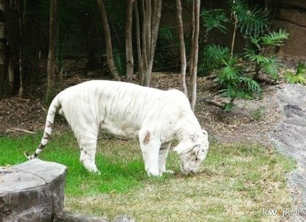 Białe zwierzęta, czyli zwierzęce albinosy