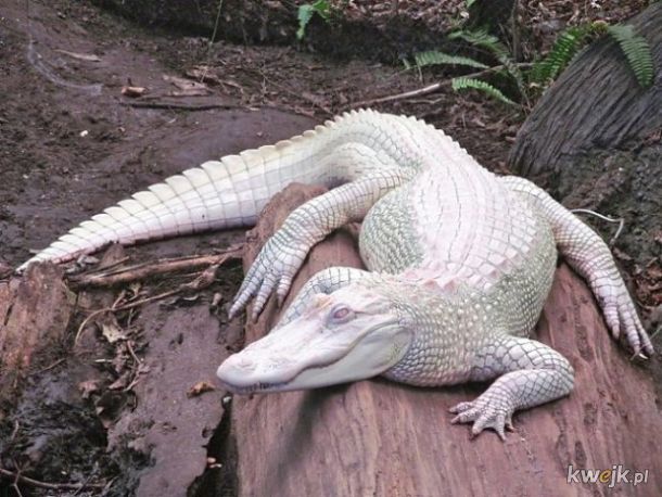 Białe zwierzęta, czyli zwierzęce albinosy