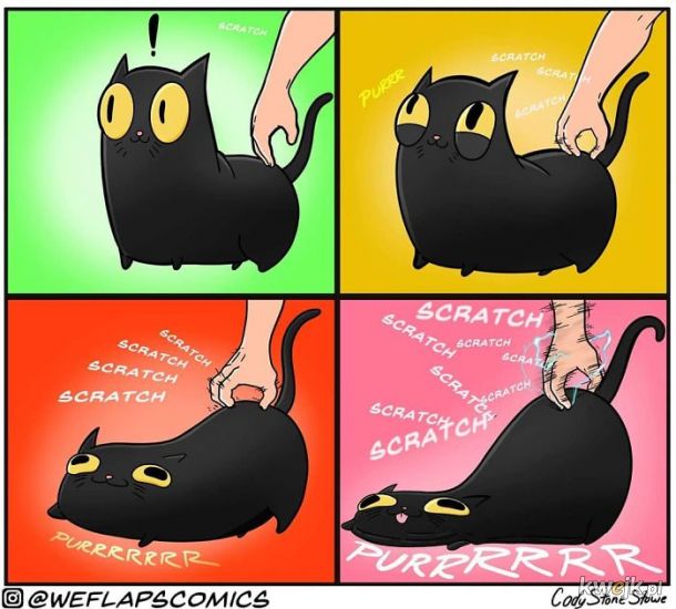 Problemy właścicieli kotów