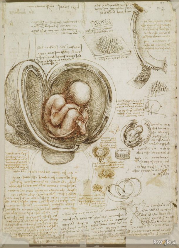 Anatomiczne szkice Leonarda Da Vinci, obrazek 5