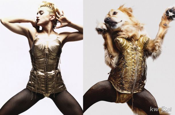 Pies, który odtworzył kultowe zdjęcia Madonny