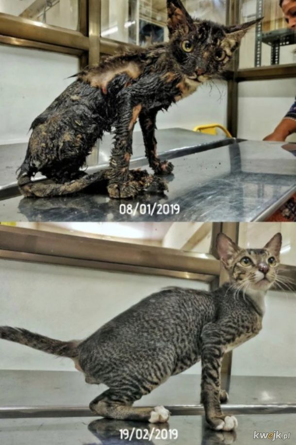 Zdjęcia zwierząt przed adopcją i po