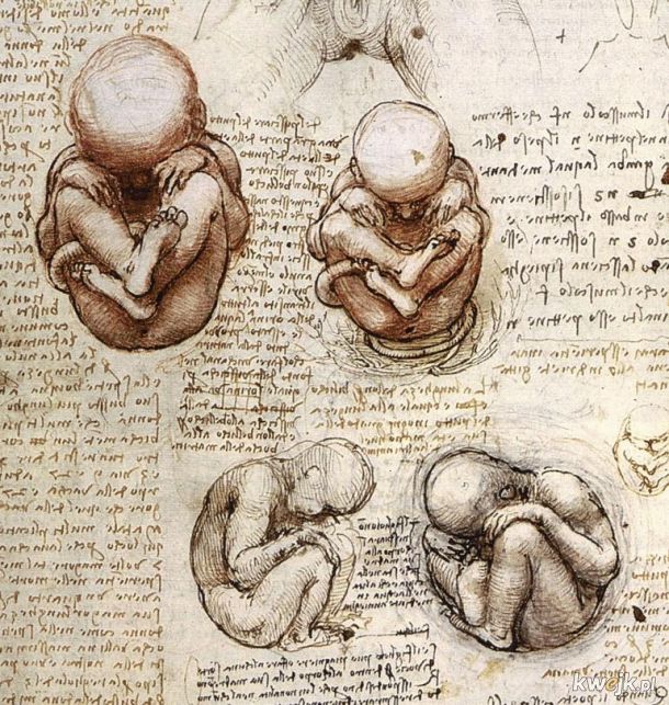 Anatomiczne szkice Leonarda Da Vinci, obrazek 4