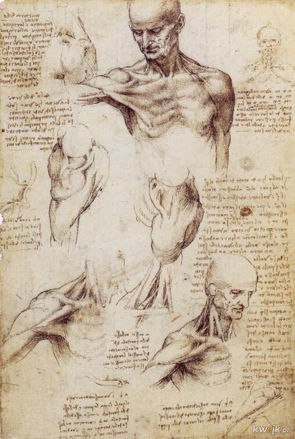 Anatomiczne szkice Leonarda Da Vinci, obrazek 12
