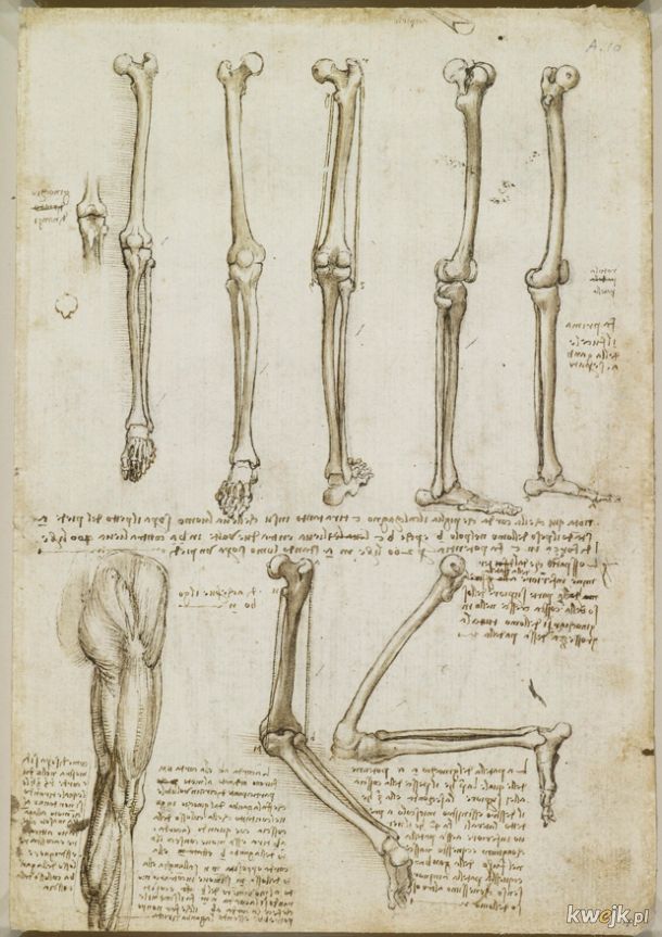 Anatomiczne szkice Leonarda Da Vinci
