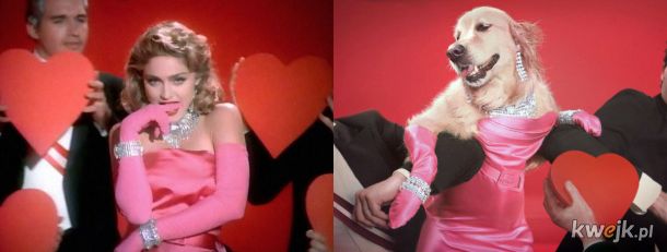 Pies, który odtworzył kultowe zdjęcia Madonny, obrazek 6