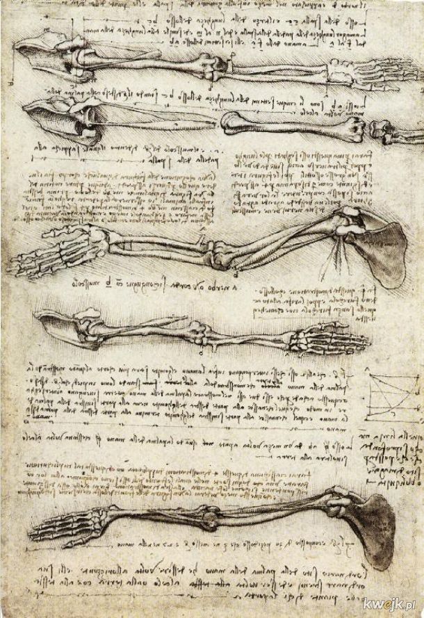 Anatomiczne szkice Leonarda Da Vinci, obrazek 2