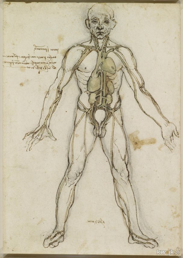 Anatomiczne szkice Leonarda Da Vinci, obrazek 3