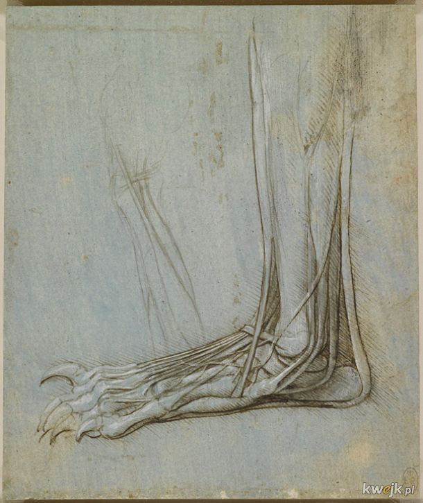 Anatomiczne szkice Leonarda Da Vinci, obrazek 8