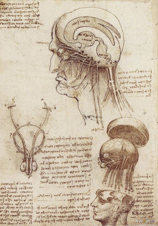 Anatomiczne szkice Leonarda Da Vinci, obrazek 7