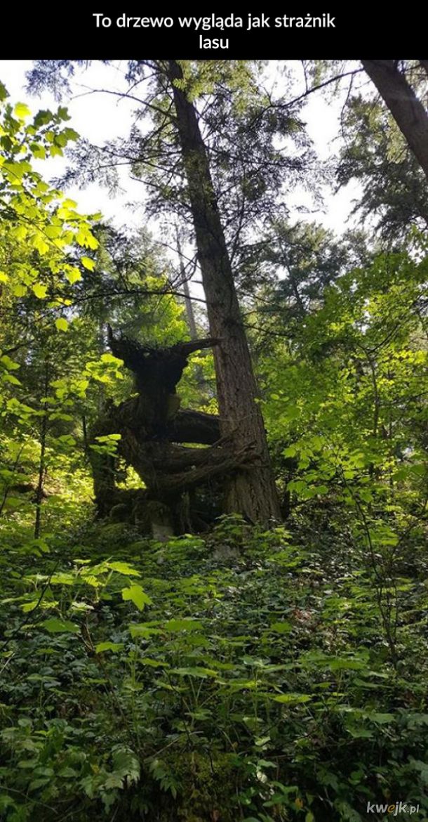 Dziwne znaleziska w lasach
