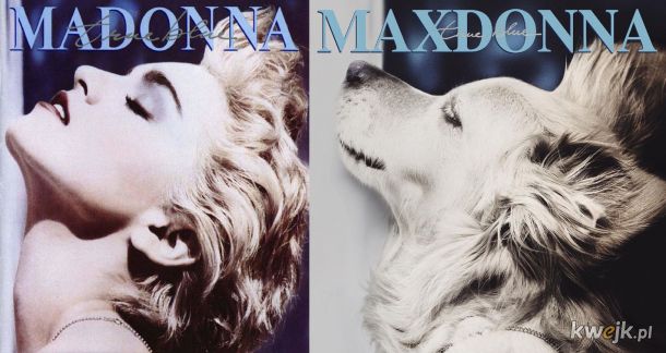 Pies, który odtworzył kultowe zdjęcia Madonny, obrazek 11