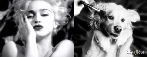 Pies, który odtworzył kultowe zdjęcia Madonny, obrazek 7