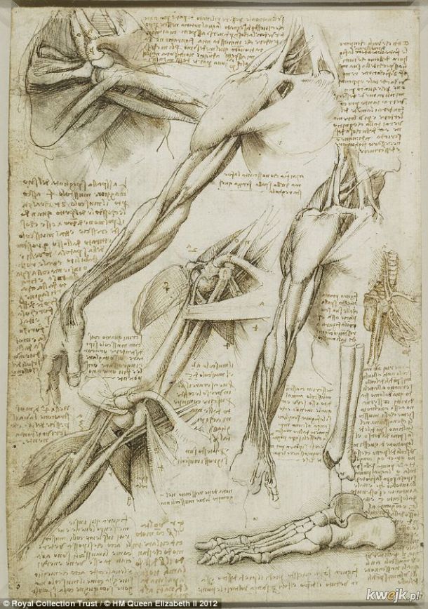 Anatomiczne szkice Leonarda Da Vinci, obrazek 15