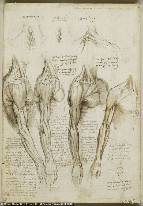 Anatomiczne szkice Leonarda Da Vinci, obrazek 14