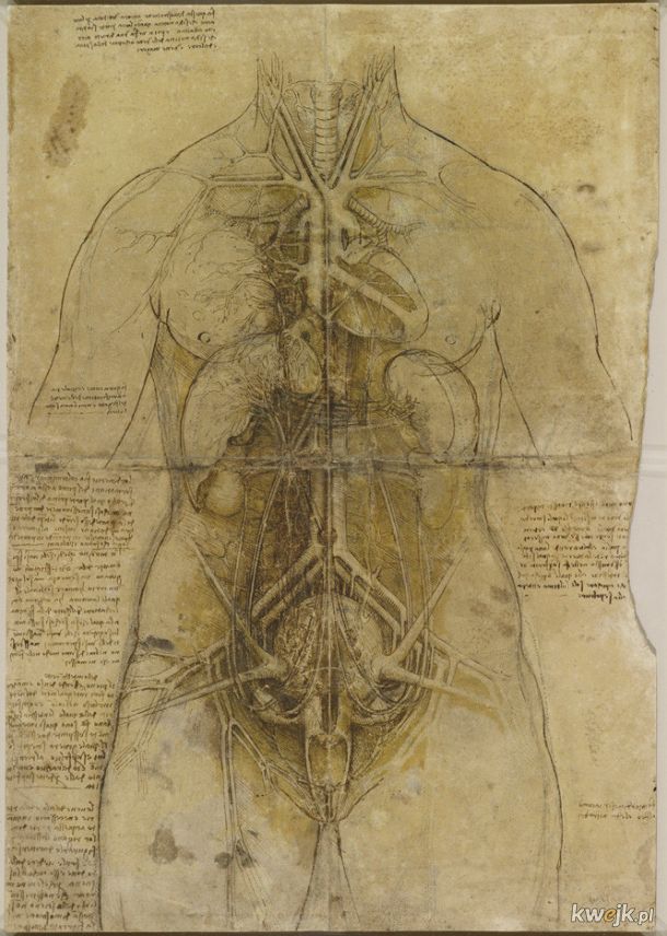 Anatomiczne szkice Leonarda Da Vinci, obrazek 6