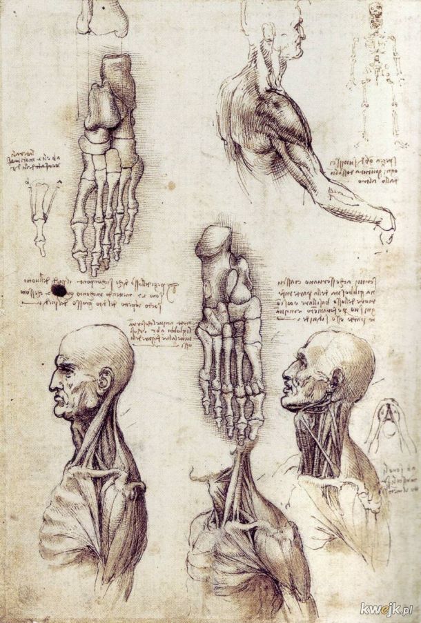 Anatomiczne szkice Leonarda Da Vinci, obrazek 11