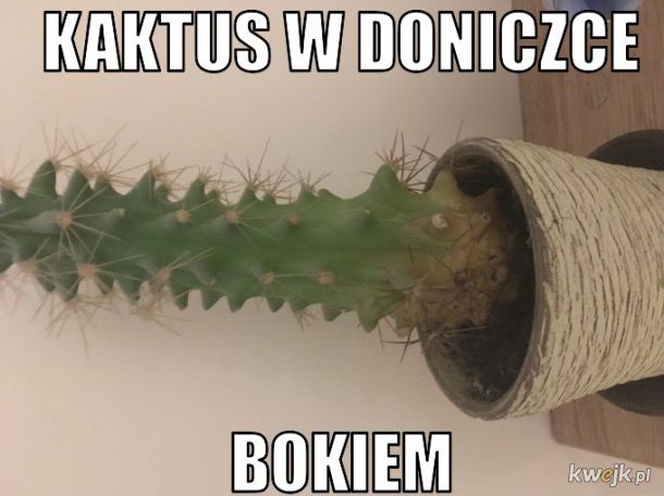 Kaktus bokiem