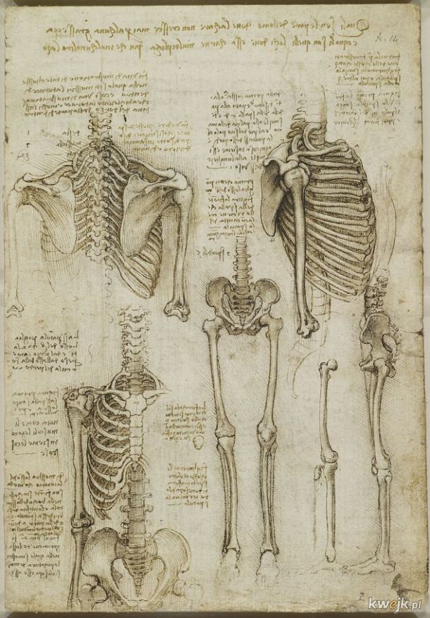 Anatomiczne szkice Leonarda Da Vinci, obrazek 16
