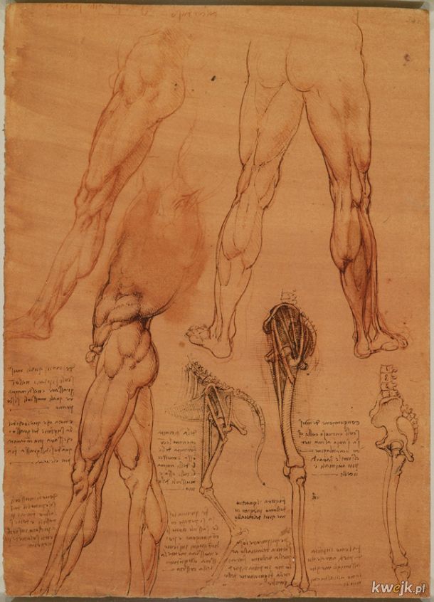 Anatomiczne szkice Leonarda Da Vinci, obrazek 9
