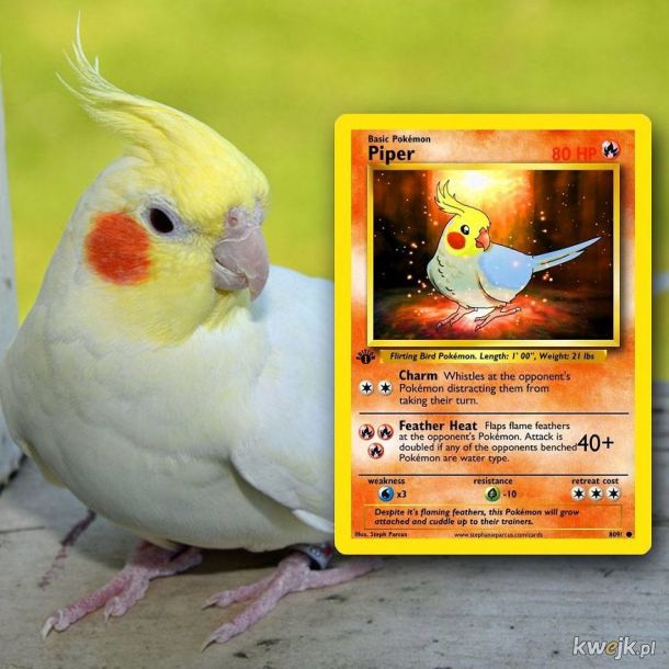Artysta tworzy spersonalizowane karty Pokémon z prawdziwymi zwierzętami