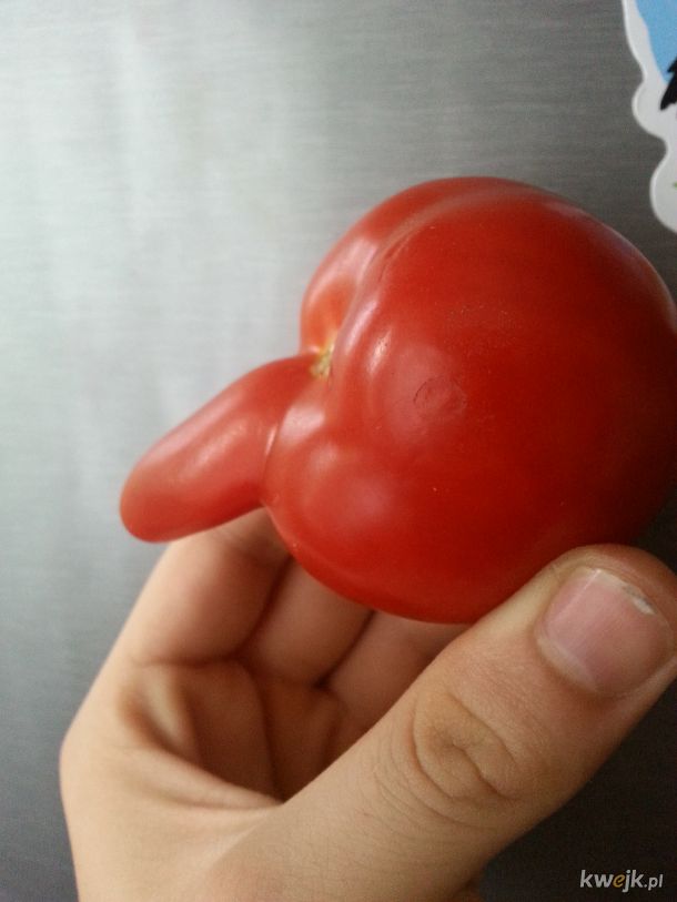 Pomidor prawdziwego janusza