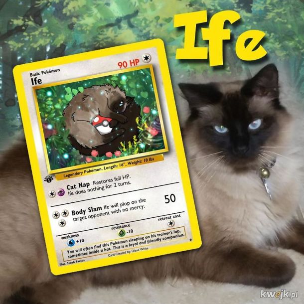 Artysta tworzy spersonalizowane karty Pokémon z prawdziwymi zwierzętami, obrazek 16