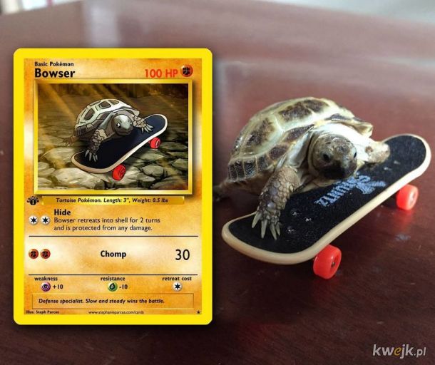Artysta tworzy spersonalizowane karty Pokémon z prawdziwymi zwierzętami, obrazek 22