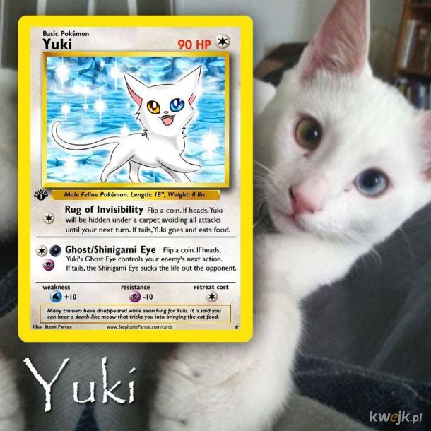 Artysta tworzy spersonalizowane karty Pokémon z prawdziwymi zwierzętami, obrazek 5