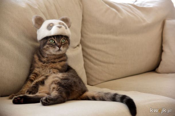 Koteczki w czapkach z kociej sierści