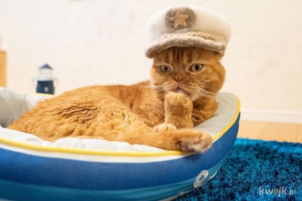 Koteczki w czapkach z kociej sierści, obrazek 9