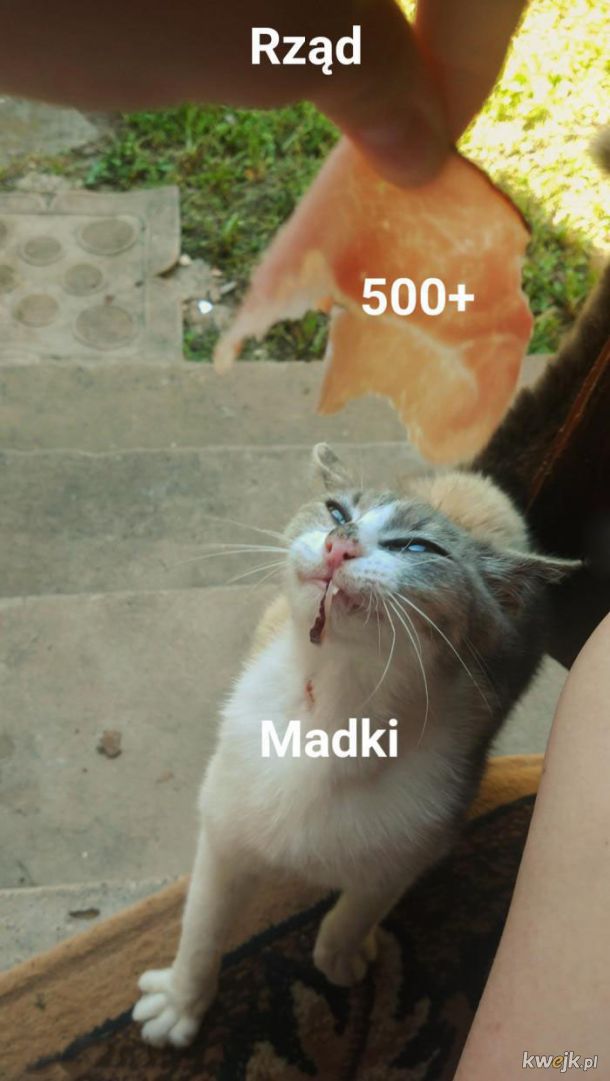 Madki 500+