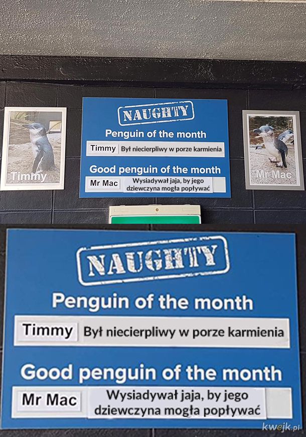 Niegrzeczne i grzeczne pingwiny miesiąca z zoo w Nowej Zelandii, obrazek 12