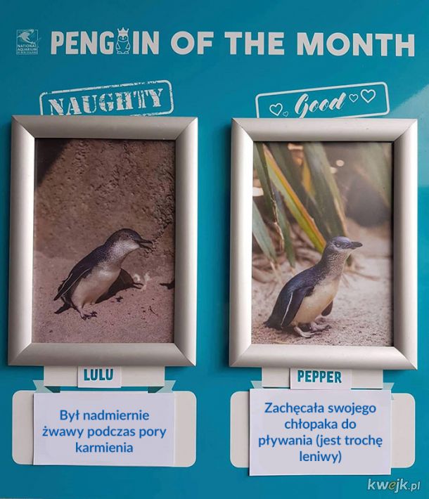 Niegrzeczne i grzeczne pingwiny miesiąca z zoo w Nowej Zelandii