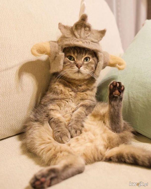 Koteczki w czapkach z kociej sierści, obrazek 16