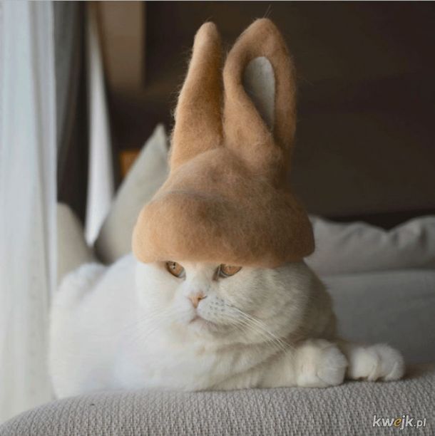 Koteczki w czapkach z kociej sierści, obrazek 10