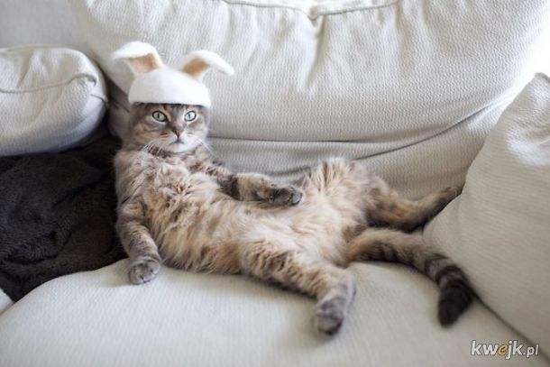 Koteczki w czapkach z kociej sierści