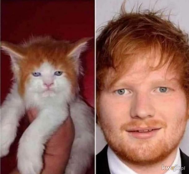 Cat Sheeran