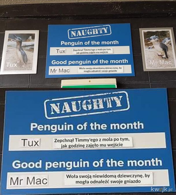 Niegrzeczne i grzeczne pingwiny miesiąca z zoo w Nowej Zelandii